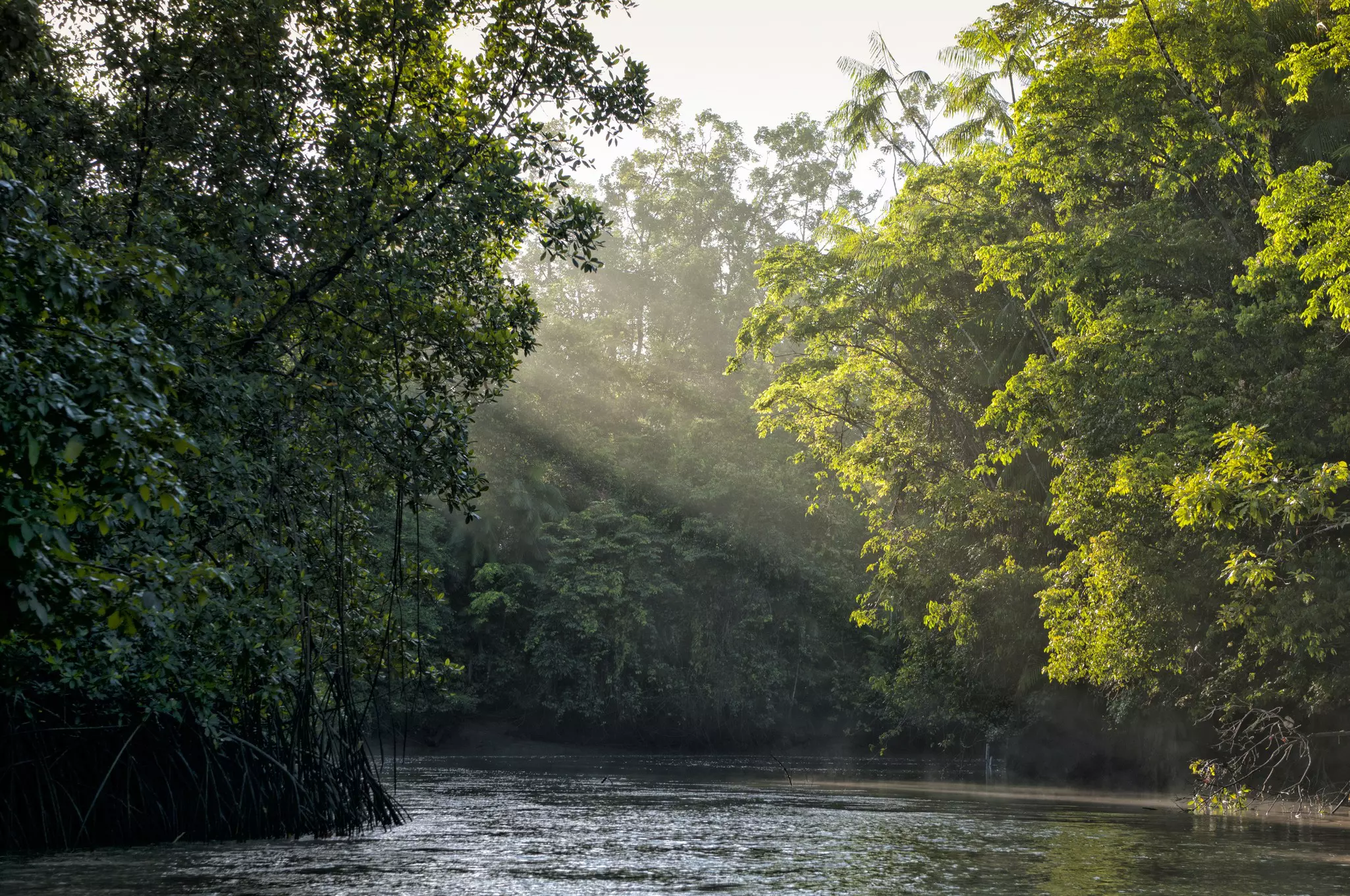 A ray of sunlight falls on a river and dense vegetation in Brazil.