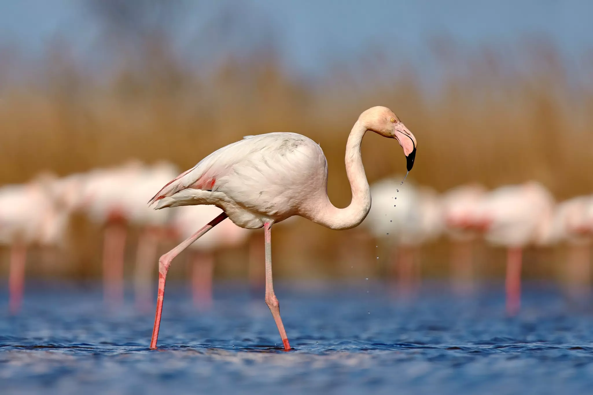 A pale pink bird with long legs wades through water.