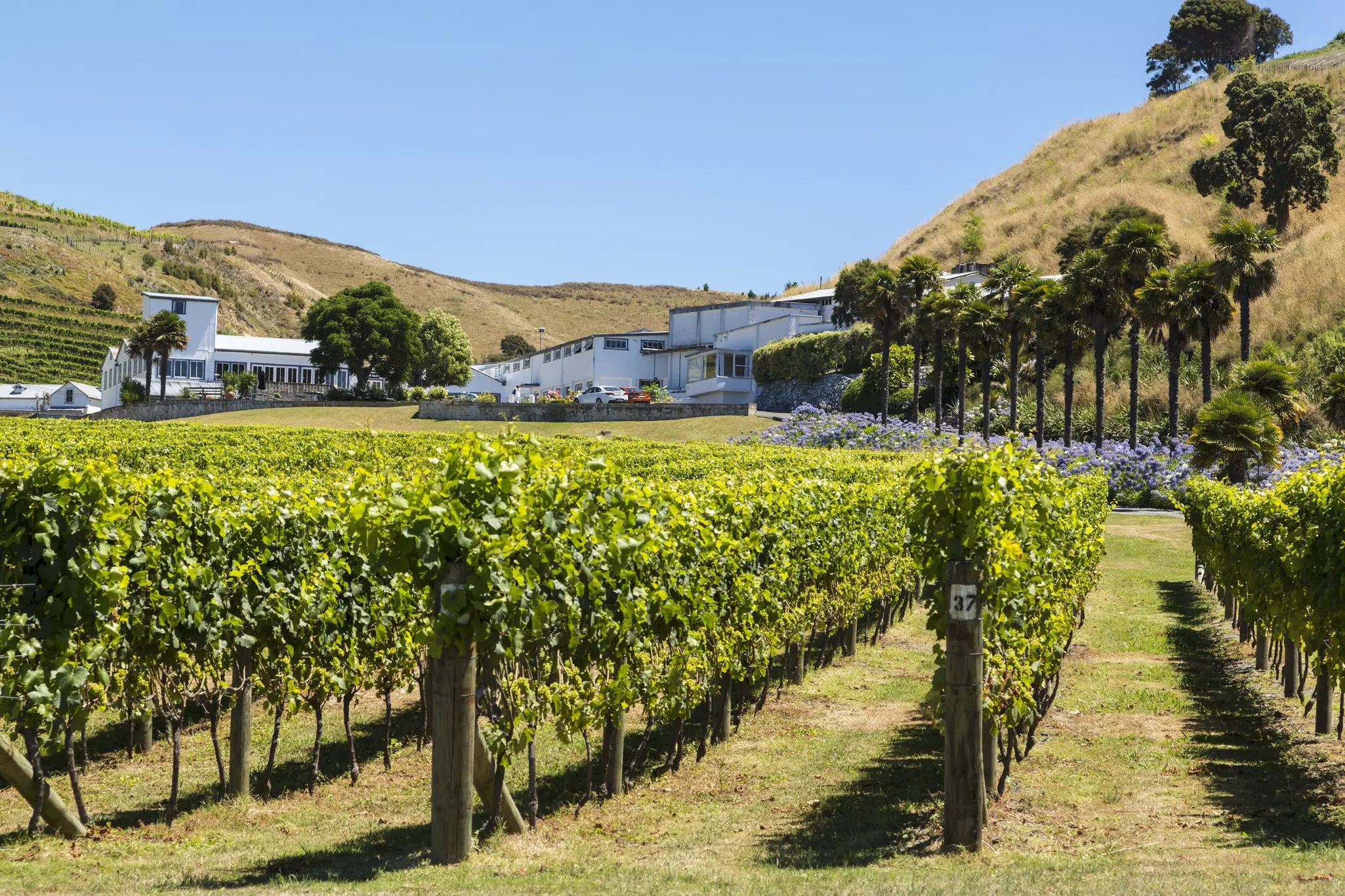 Vines in Esk Valley winery and vineyard in Hawke's Bay, New Zealand.