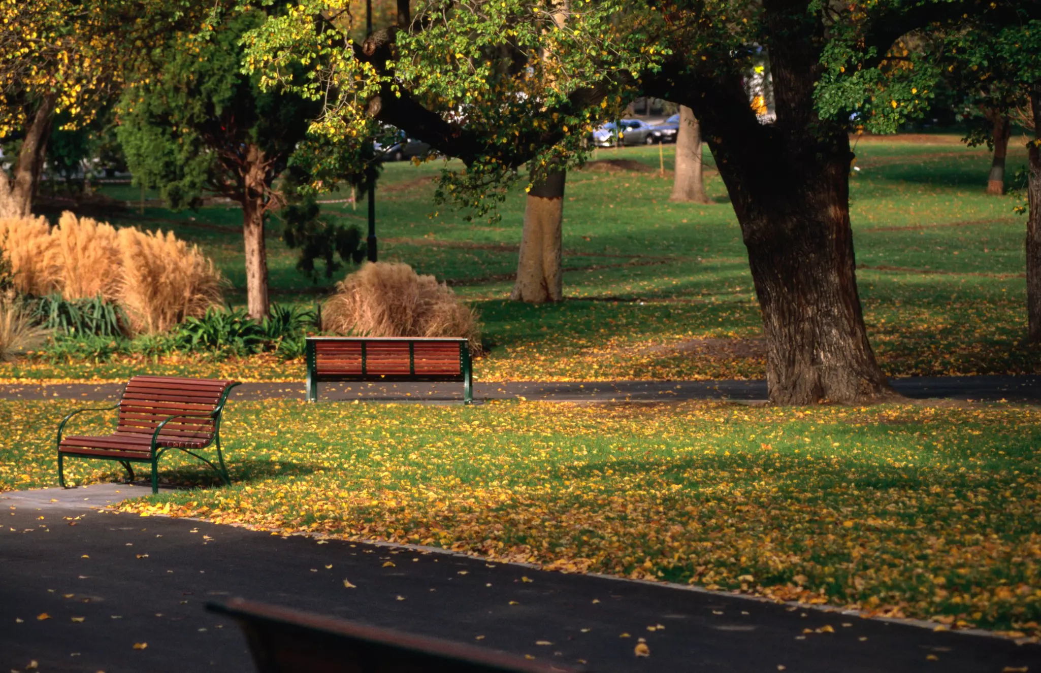 People lie on the grass under the shade of large trees in Flagstaff Gardens, Melbourne.