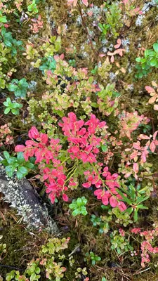 Red leaves on bilberry plants in Finnish Lapland. 