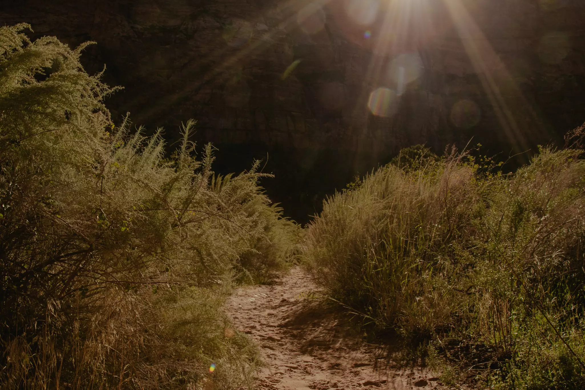 Sunrays hit tall grass on either side of a dirt trail.