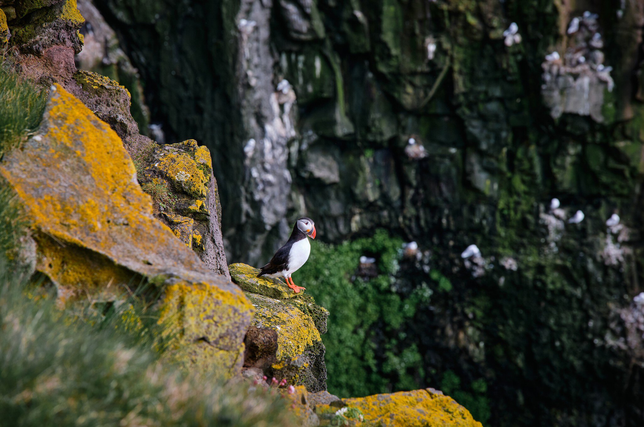 Puffins on the Látrabjarg cliffs, a promontory and the westernmost point in Iceland., License Type: media, Download Time: 2025-10-22T10:58:01.000Z, User: oneseven7891, Editorial: false, purchase_order: 56530 - Guidebooks, job: Global Publishing WIP, client: Iceland 14, other: Dominic Allen