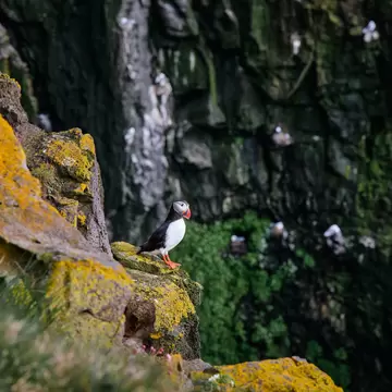 Puffins on the Látrabjarg cliffs, a promontory and the westernmost point in Iceland., License Type: media, Download Time: 2025-10-22T10:58:01.000Z, User: oneseven7891, Editorial: false, purchase_order: 56530 - Guidebooks, job: Global Publishing WIP, client: Iceland 14, other: Dominic Allen
