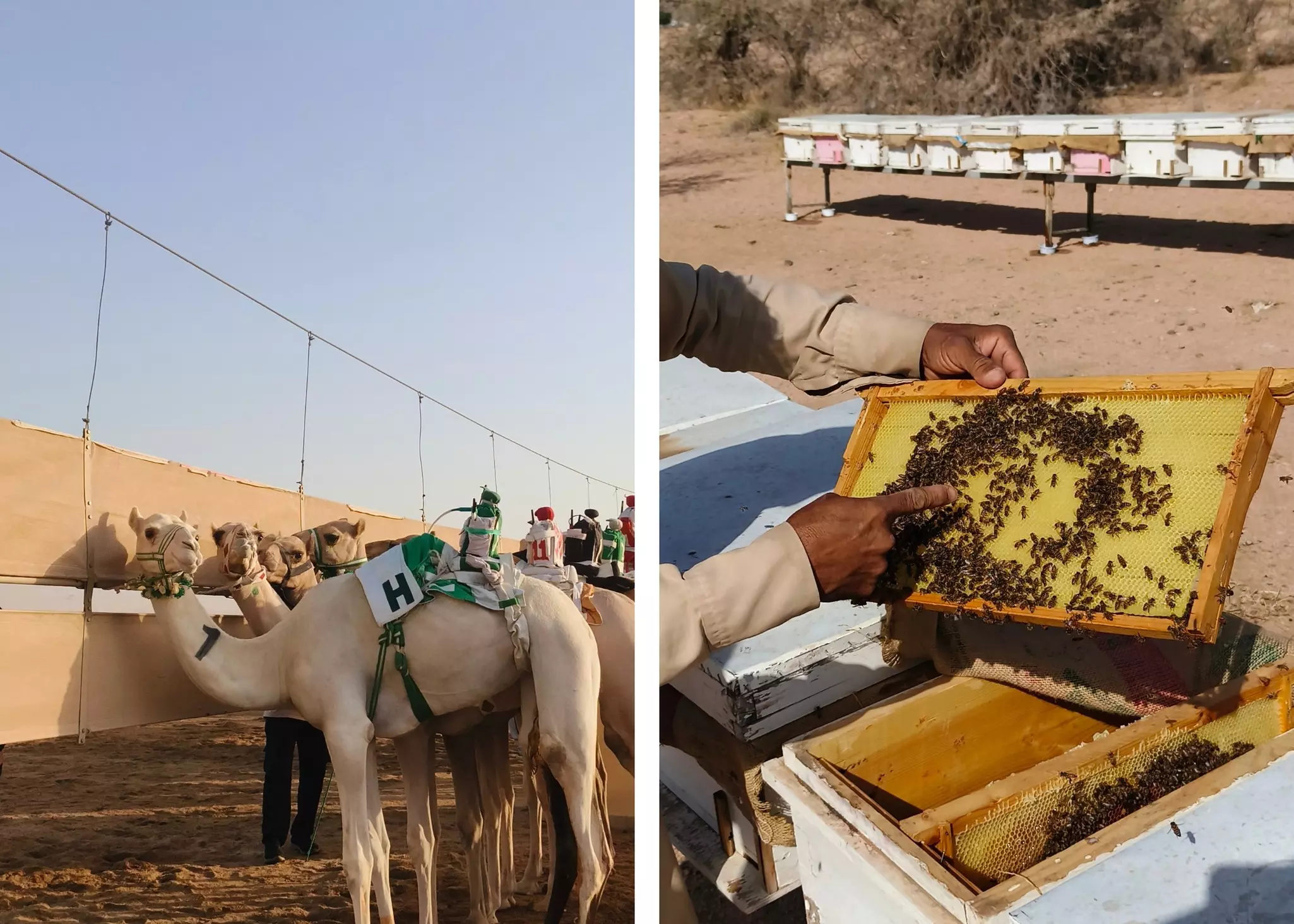 Tecno Edits - 1
Tecno Partnerships V1
Left, scenes from a camel racing festival; right, an apiarist showing bees in a hive in Al Taif, two hours outside Jeddah, Saudi Arabia. 
Cynthia Hofmann for Lonely Planet (2)