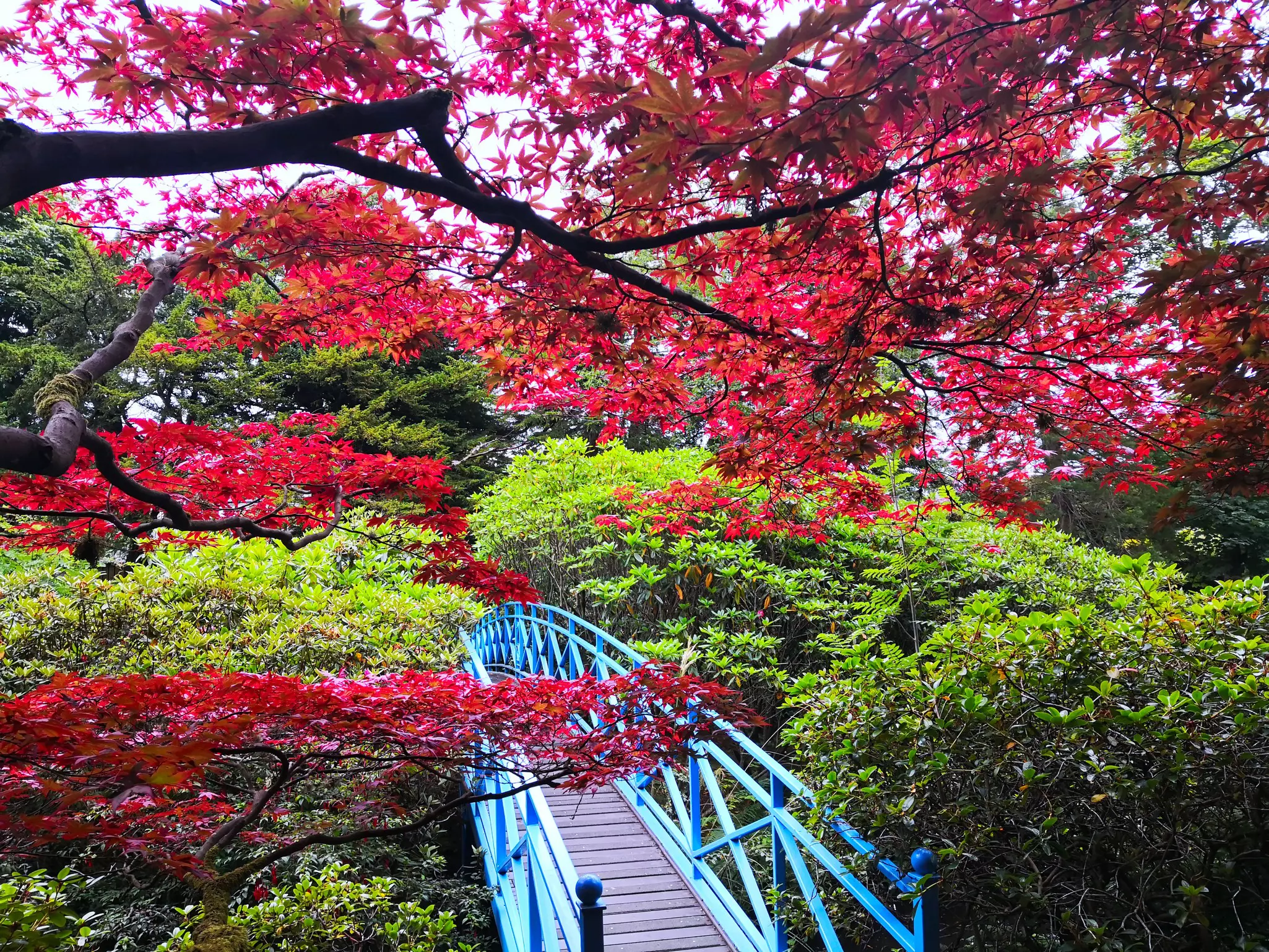 View of a blue bridge in the Japanese garden of Johnston Gardens in Aberdeen, Scotland
