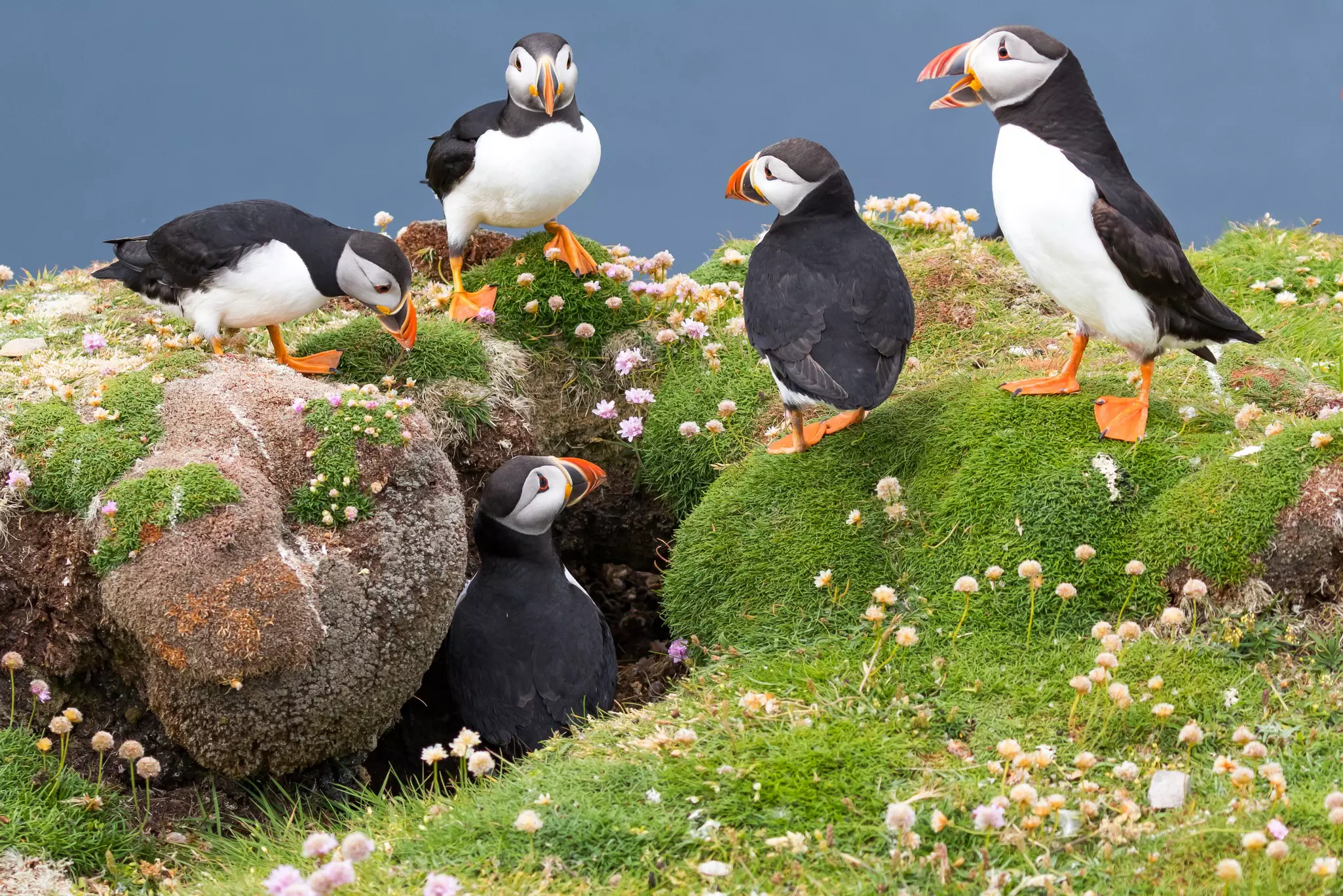 A group of puffins gathered at a burrow on the cliffs of Fair Isle, Shetland Islands.