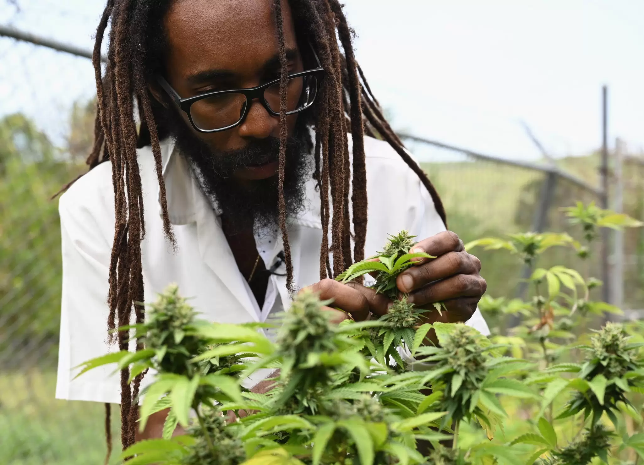 A man with dreadlocks inspecting medical marijuana growing under glass in Kingston, Jamaica. 
