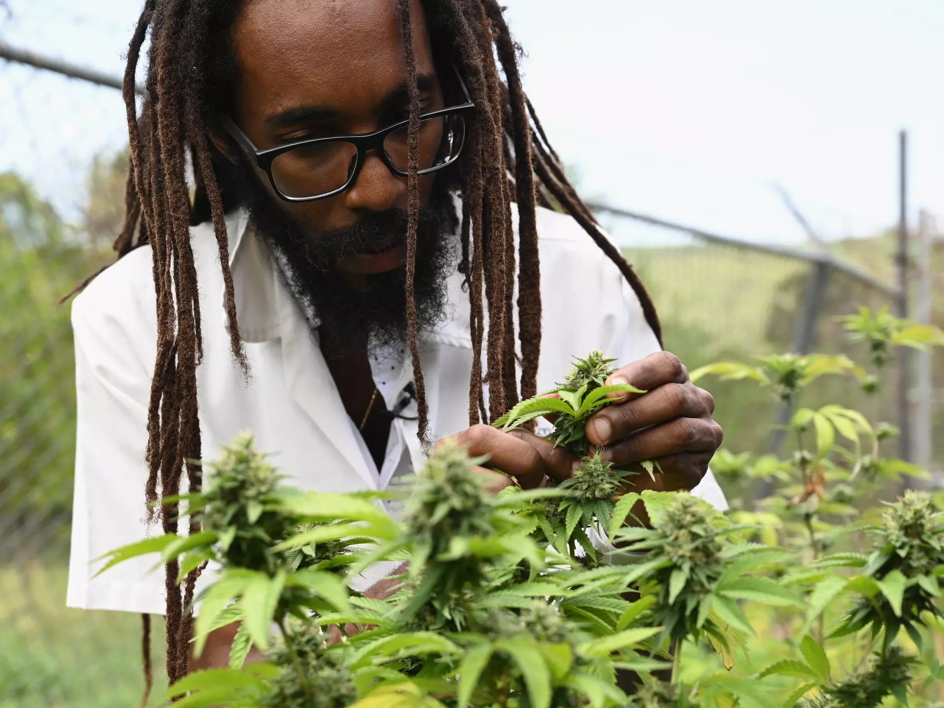 A man with dreadlocks inspecting medical marijuana growing under glass in Kingston, Jamaica. 