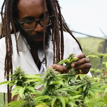 A man with dreadlocks inspecting medical marijuana growing under glass in Kingston, Jamaica. 