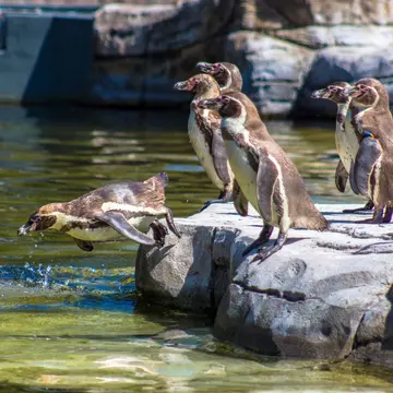 Humboldt Penguins about to take a dip at Chester Zoo