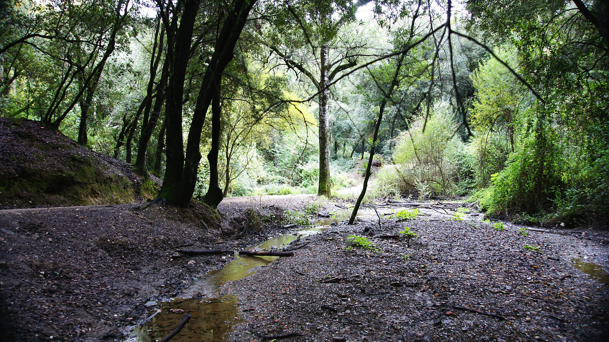 The lush trees and paths of the Natural Park of Collserola in Barcelona, Spain.