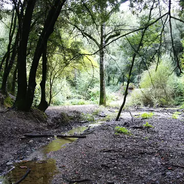 The lush trees and paths of the Natural Park of Collserola in Barcelona, Spain.