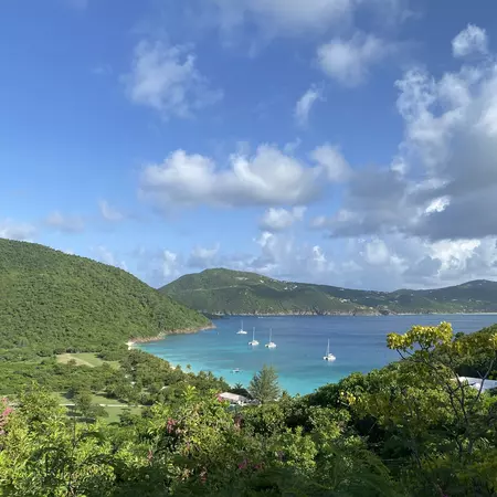 Guana Island BVI Chamidae