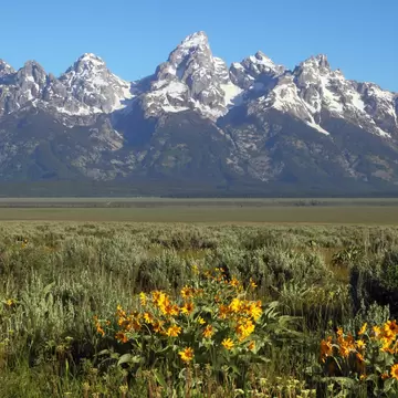 Snowy Grand Teton peak and Teton Range towering over sagebrush plain with yellow wildflowers, Wyoming