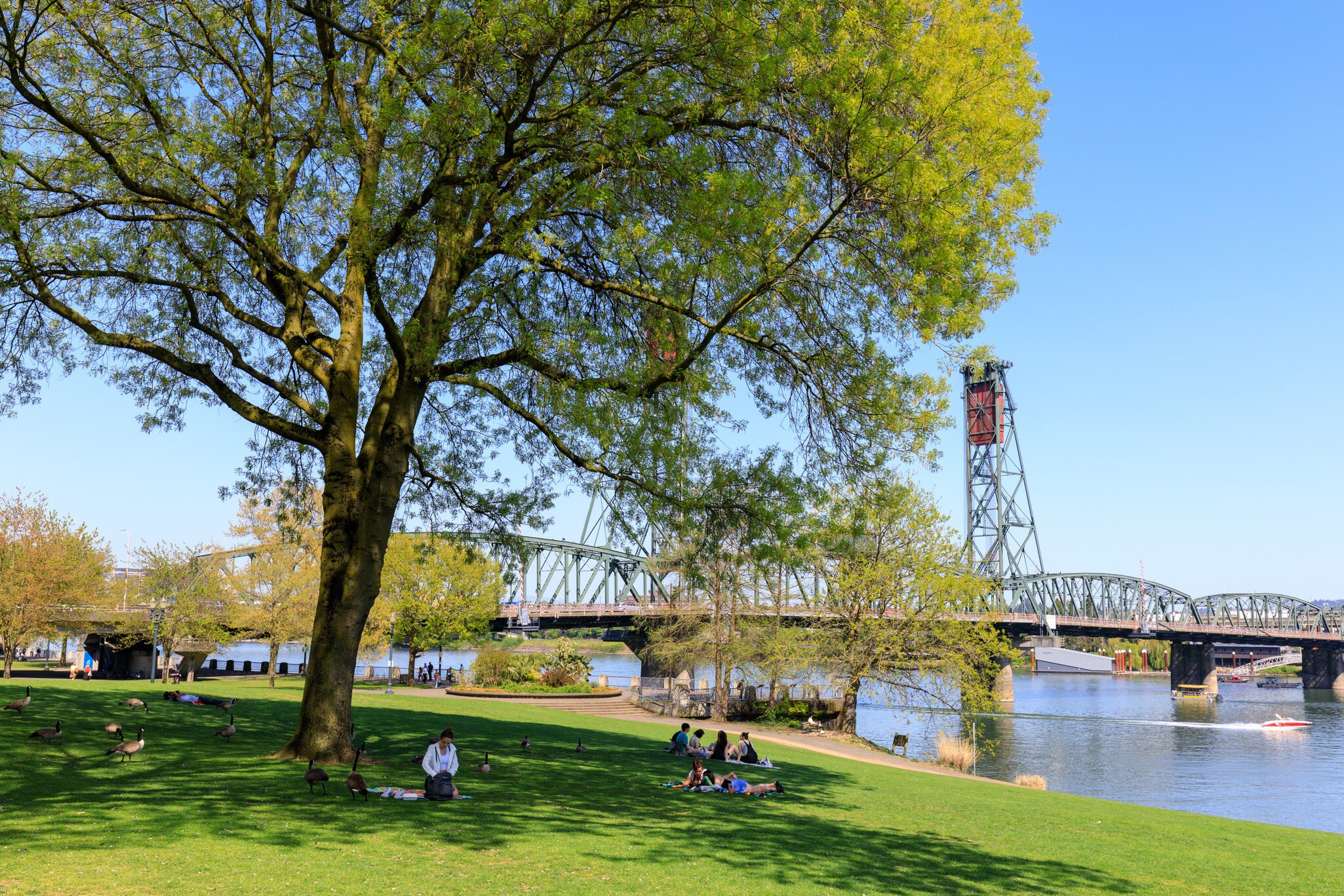 Flowering cherry trees beside the Willamette River with a lift bridge behind