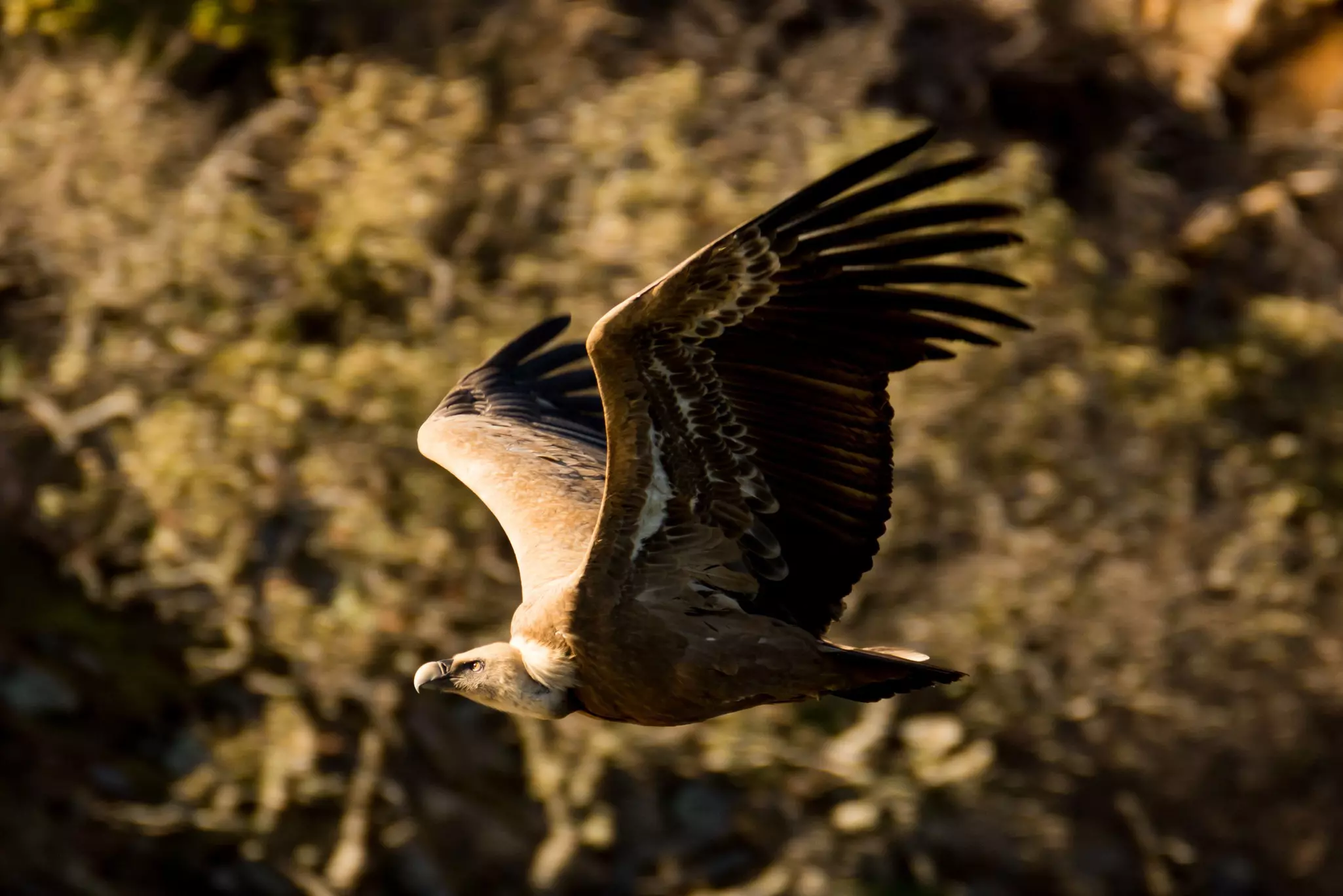A griffon vulture flying in the mountains of Spain.