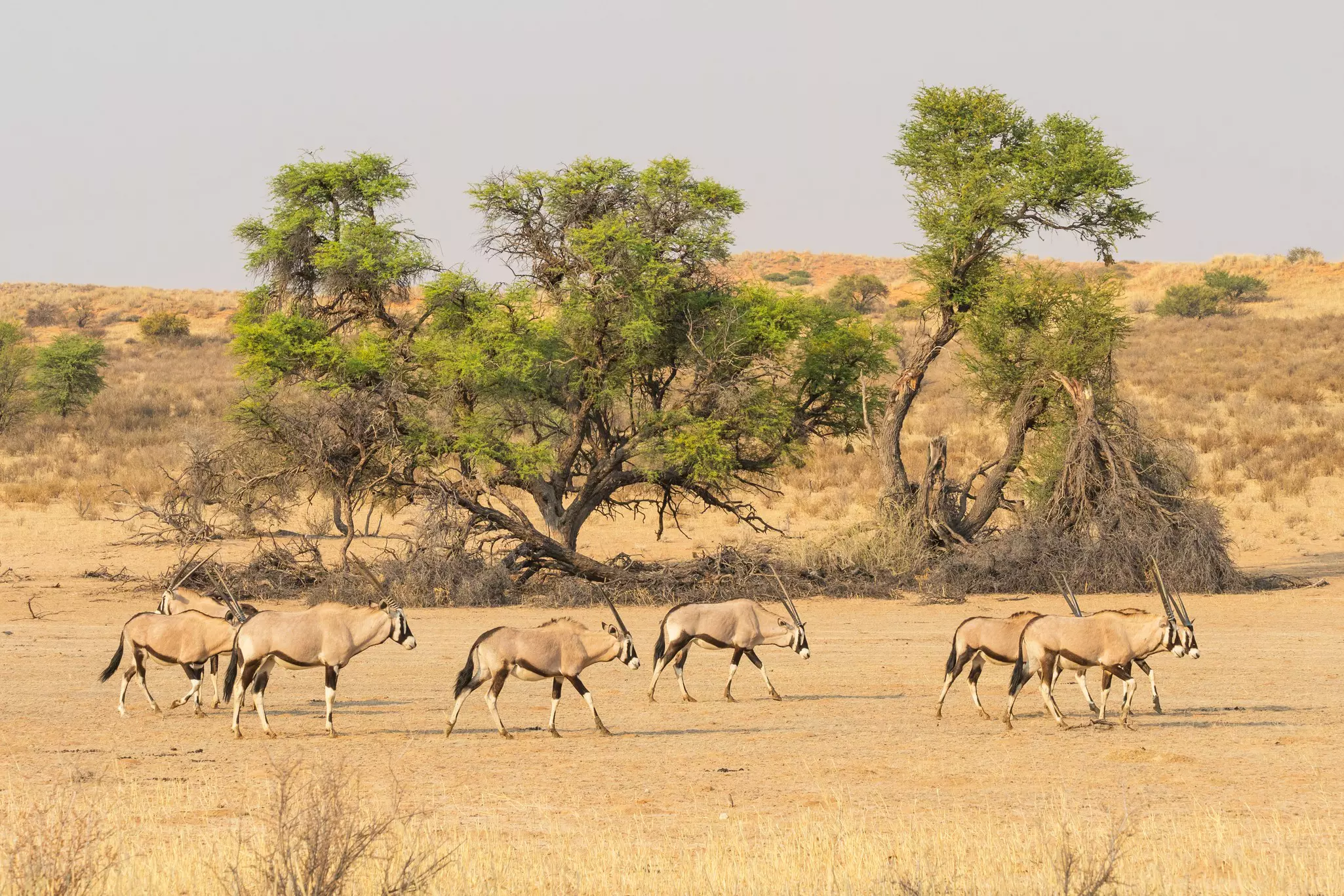 Eight gemsbok wander along a dry river bed in a national park.