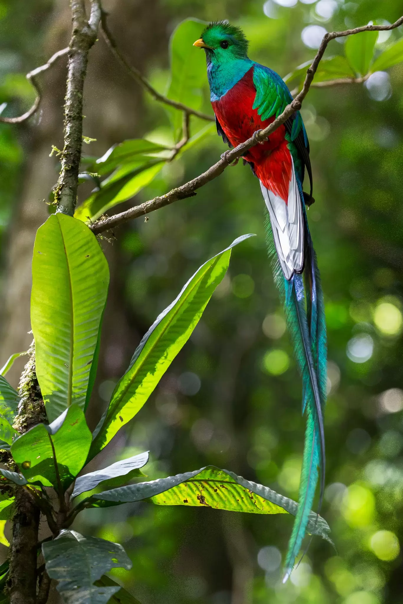 A bright green bird with a long tail, red chest and white tail feathers sits on a branch in a forest