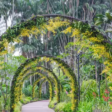 Paved path curving under a series of arches covered in yellow orchids, framed by palms, in Singapore Botanic Gardens.