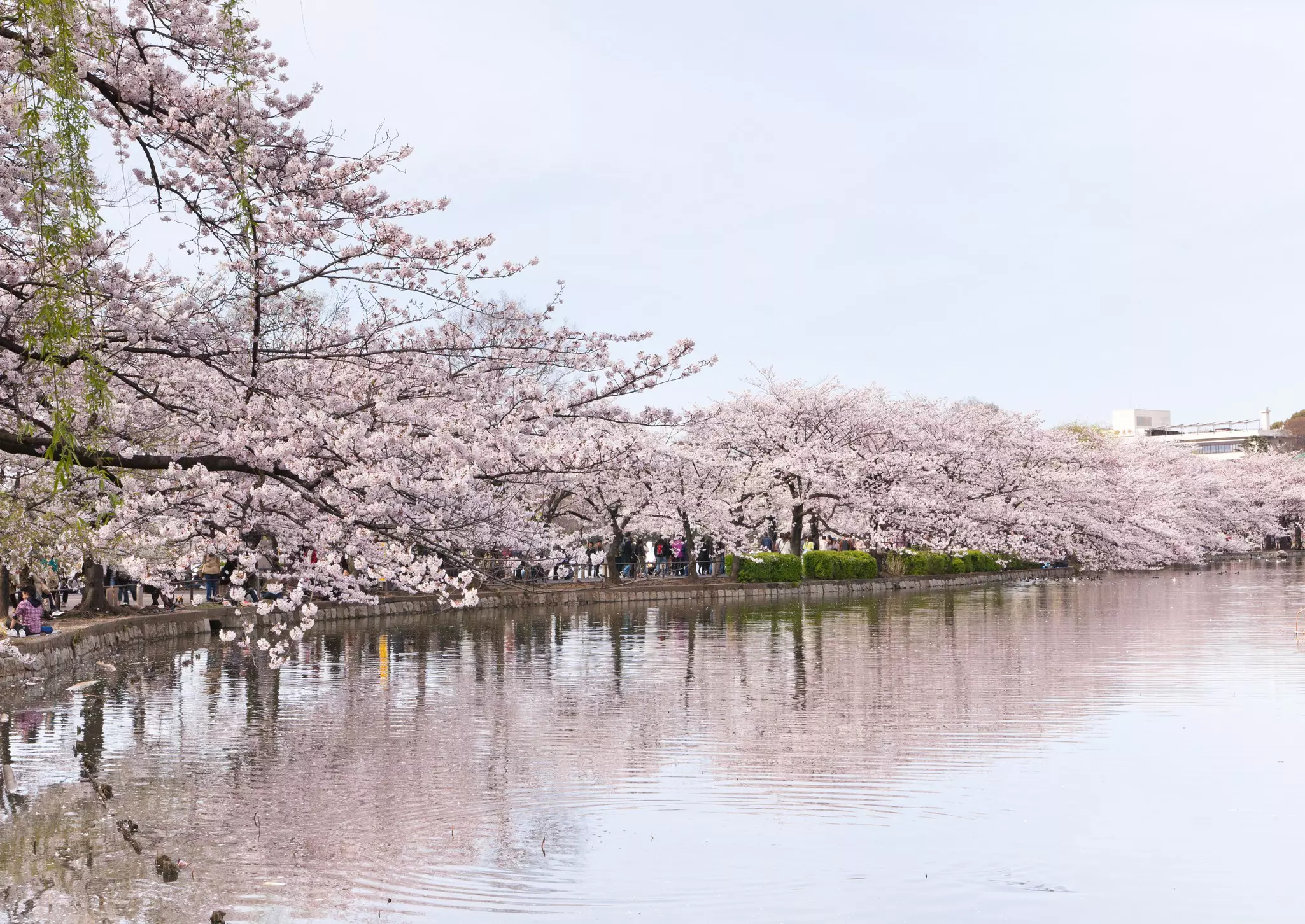 Cherry blossom trees in Ueno Park, Tokyo, Japan