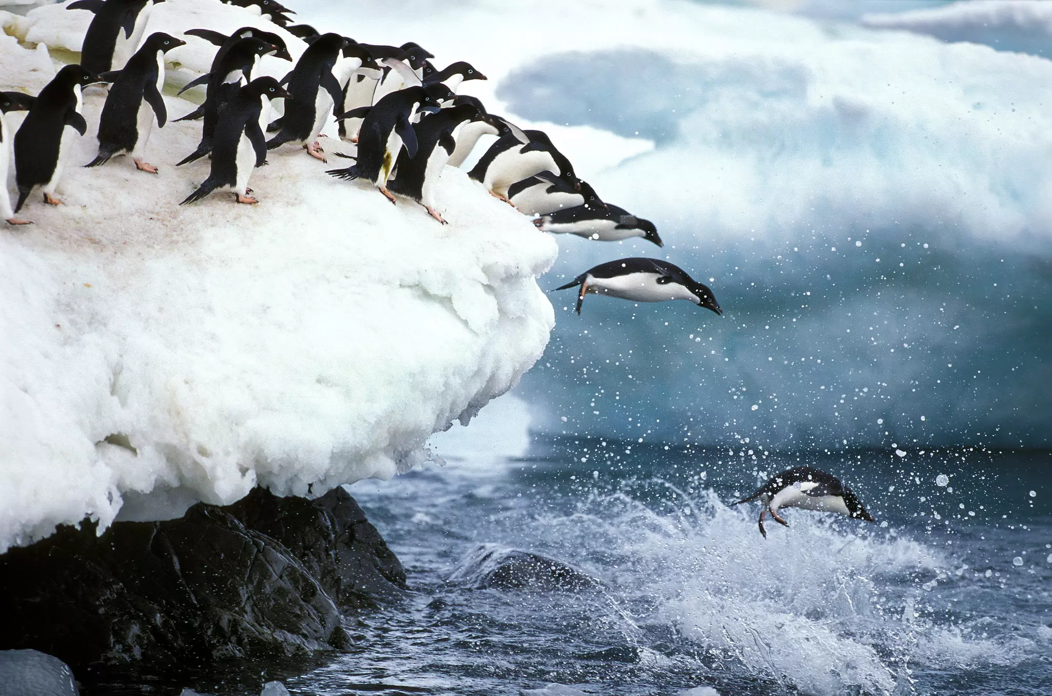 A line of Adélie penguins leading into the water on Paulet Island in Antarctica.