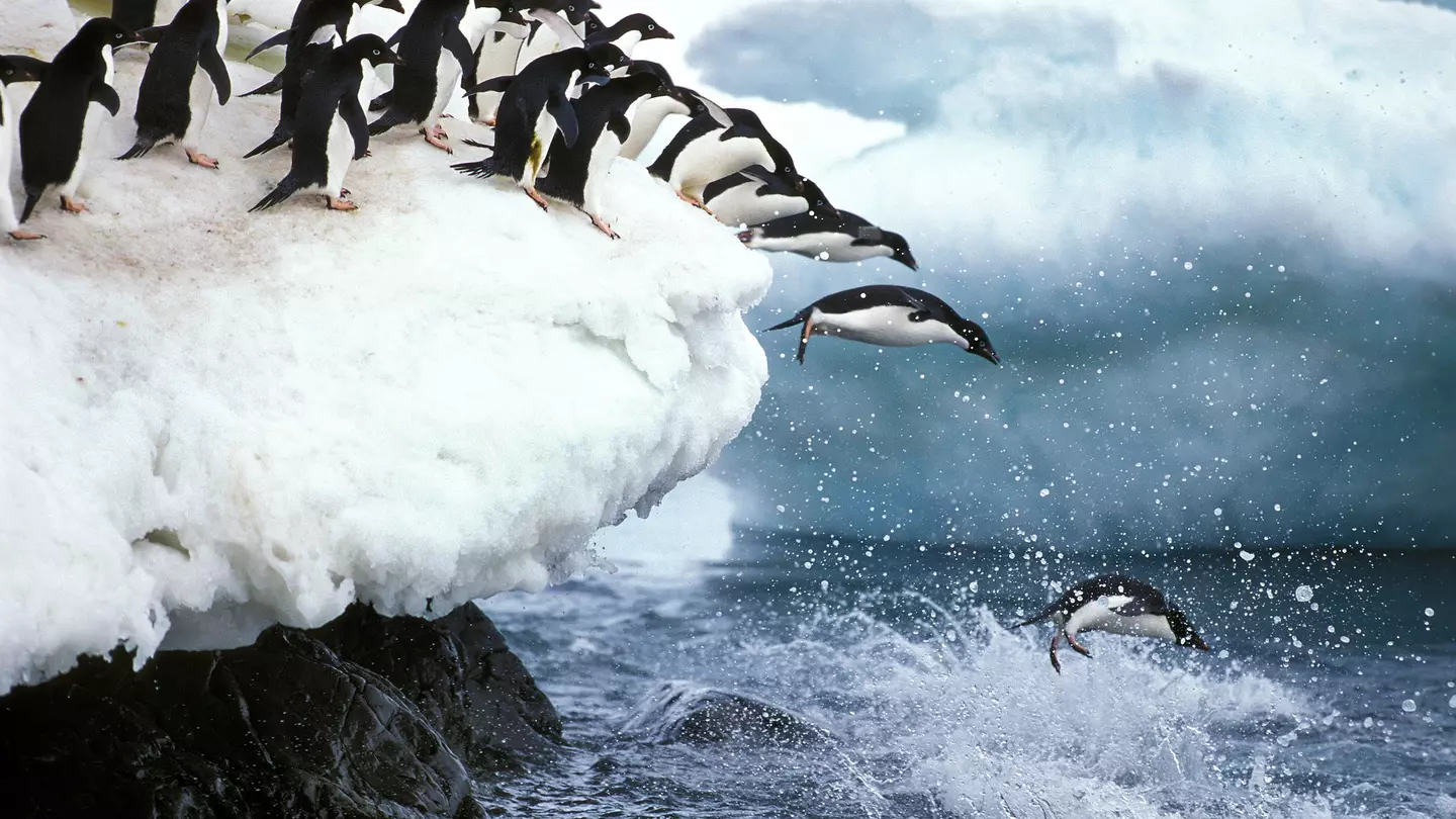 A line of Adélie penguins leading into the water on Paulet Island in Antarctica.