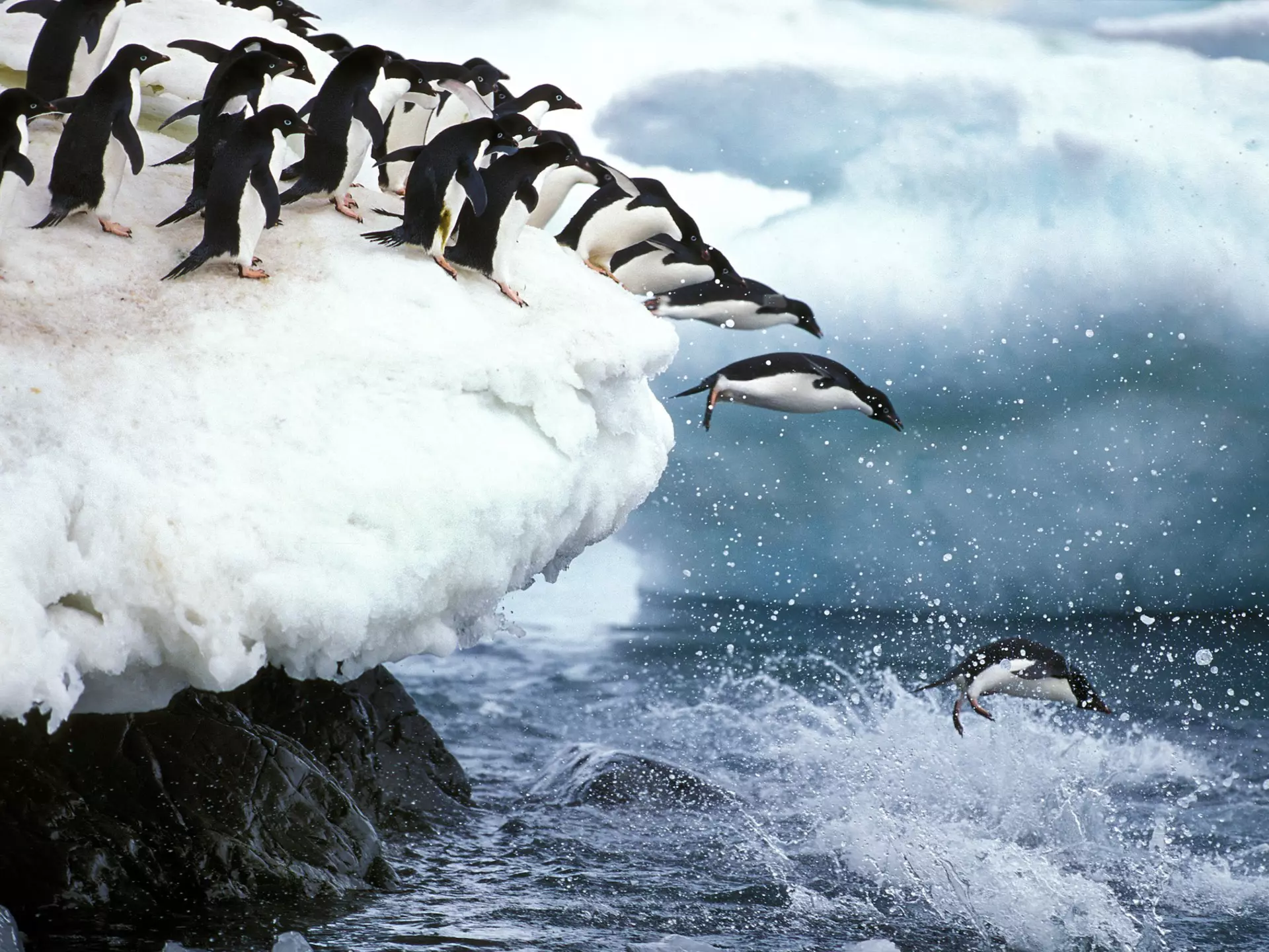 A line of Adélie penguins leading into the water on Paulet Island in Antarctica.