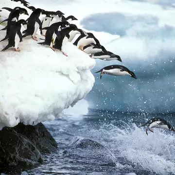A line of Adélie penguins leading into the water on Paulet Island in Antarctica.