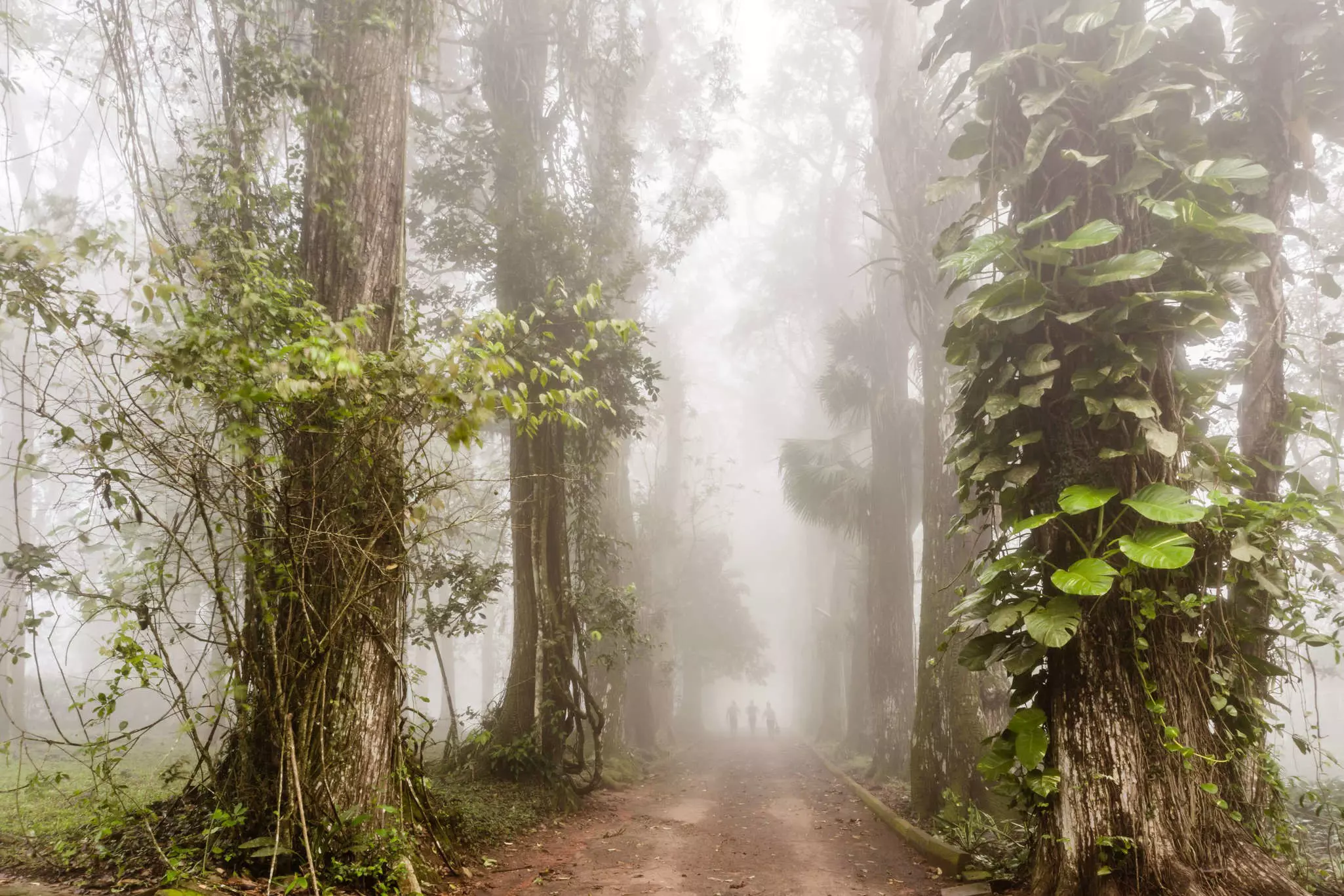 Explore among the epic trees at Aburi Botanic Gardens © Fela Sanu / Getty Images