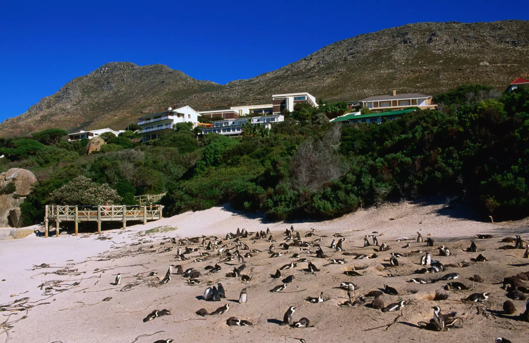 While there are plenty of beaches along the Cape Loop to stop for a swim, Boulders Beach in False Bay belongs to the penguins © Ariadne Van Zandbergen / Lonely Planet