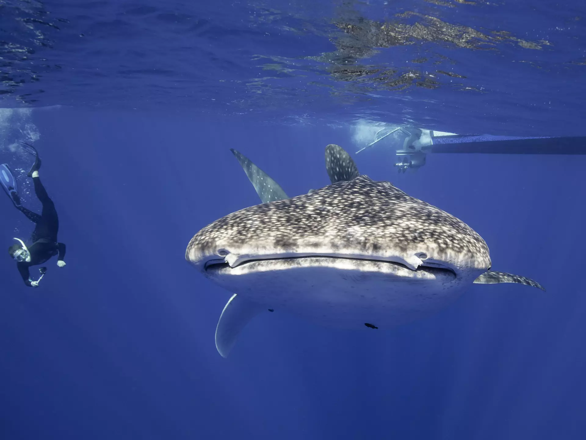 Whale shark and free diver, Pacific Ocean, just outside Kona, Big Island, Hawai'i. wildestanimal / Getty Images