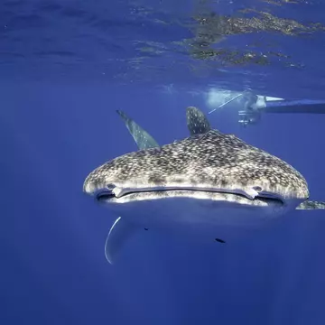 Whale shark and free diver, Pacific Ocean, just outside Kona, Big Island, Hawai'i. wildestanimal / Getty Images