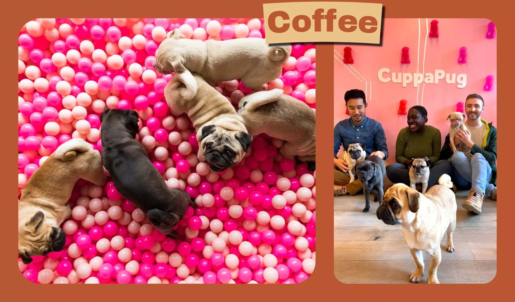 Coffee and pugs at Cuppapug, a pug-themed cafe in East London © Cuppapug / James Wong 