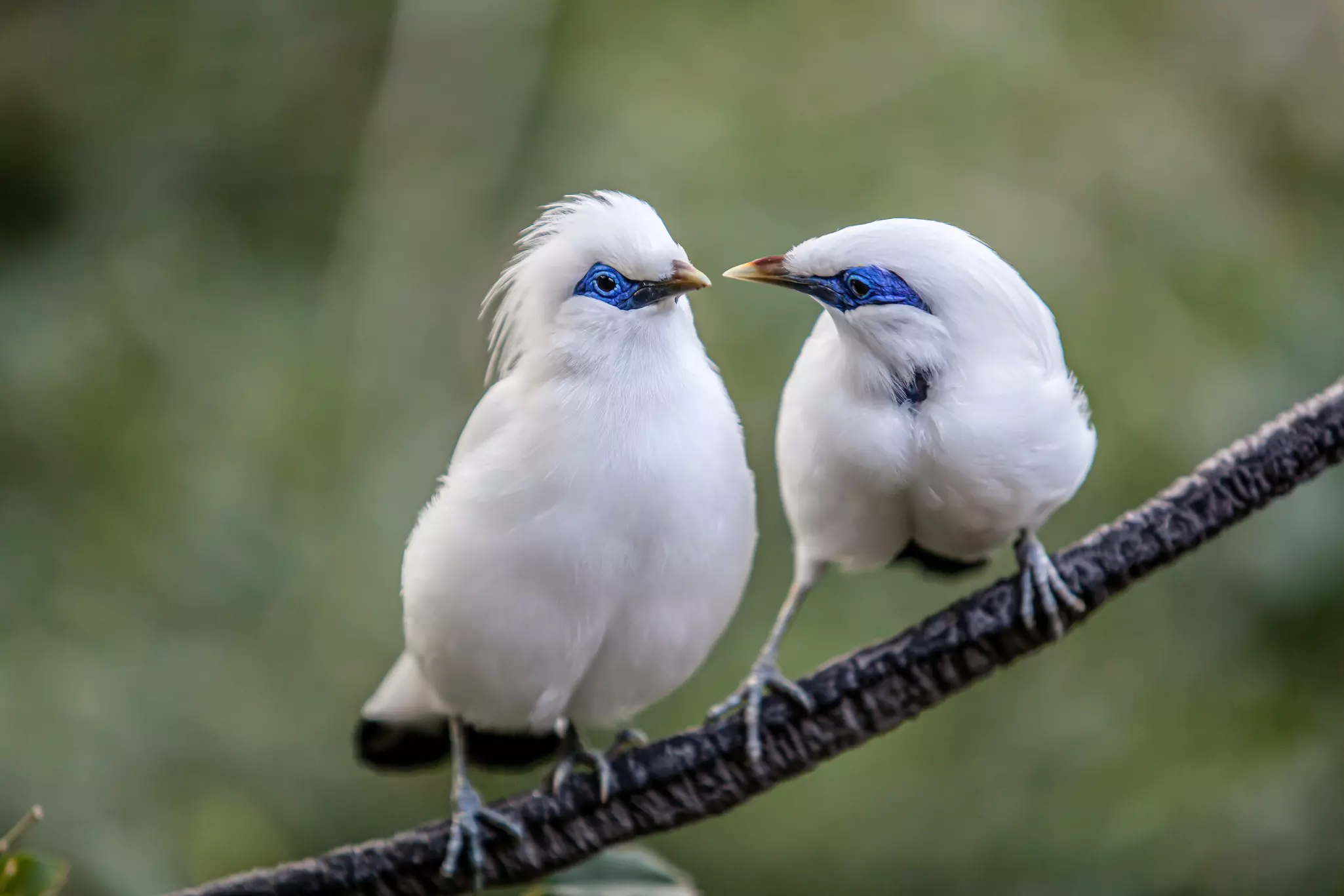 A couple of Bali myna (aka. Bali starling) birds perching on a tree branch.