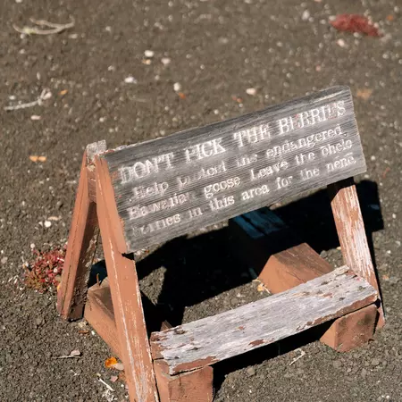 Volcano, HI. Dec 8, 2024. Signage on Devastation Trail in Hawaii Volcanoes National Park. The landscape was buried by falling cinder from the spectacular lava fountains of the 1959 Kīlauea Iki eruption (from https://www.nps.gov/havo/planyourvisit/hike_day_devastation.htm)  Photo Credit: Michelle Mishina Kunz // @michelle.mishina
BIT 2026