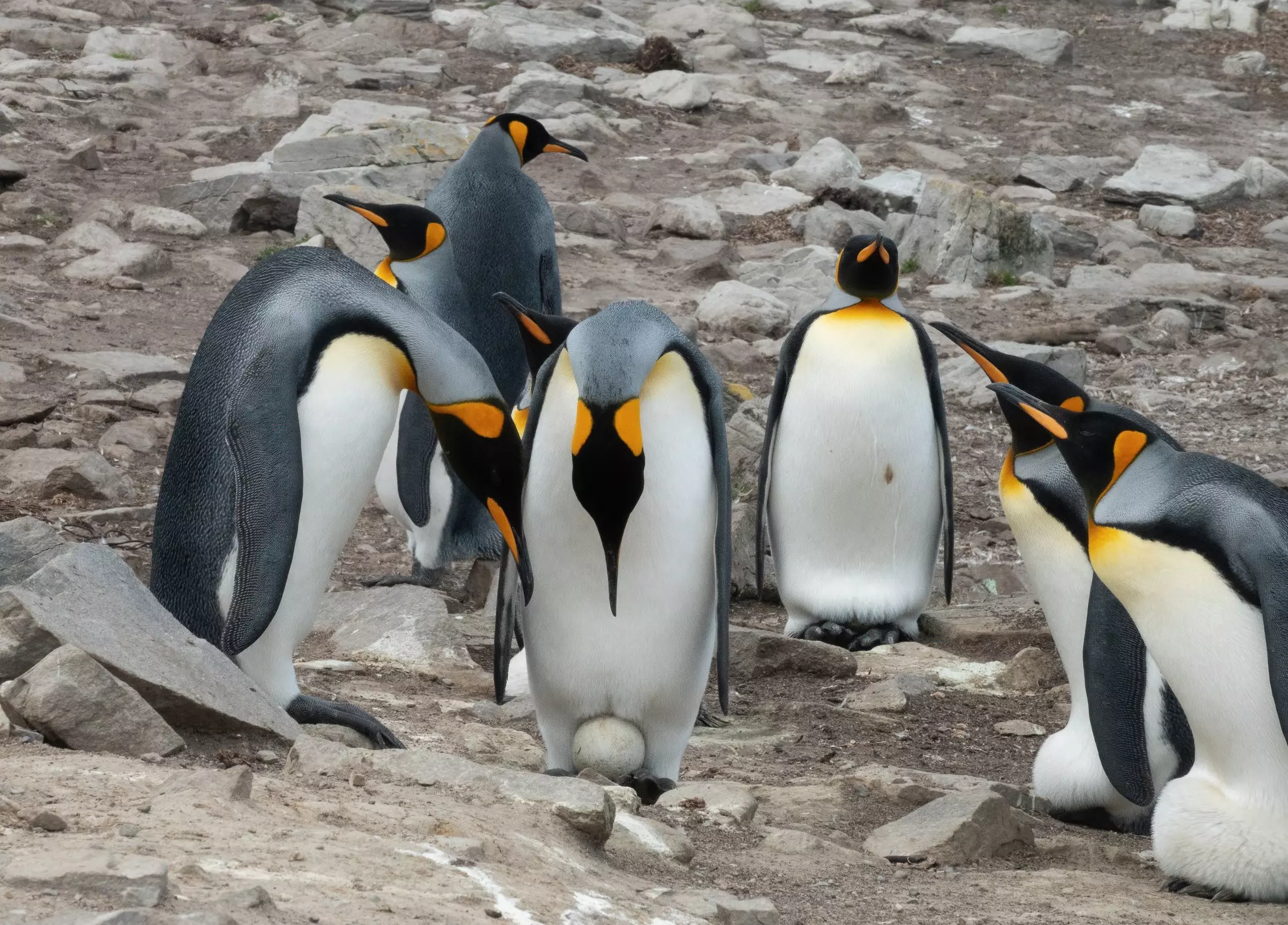 King penguins gather in the Falkland Islands.