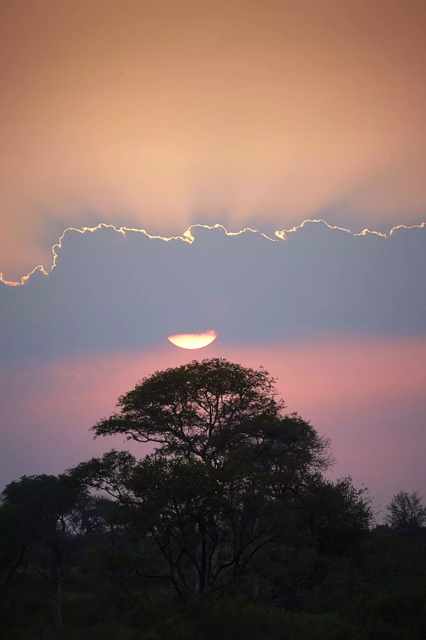 Sunset making the sky pink and a thin glow of light around the clouds over a tree in silhouette.