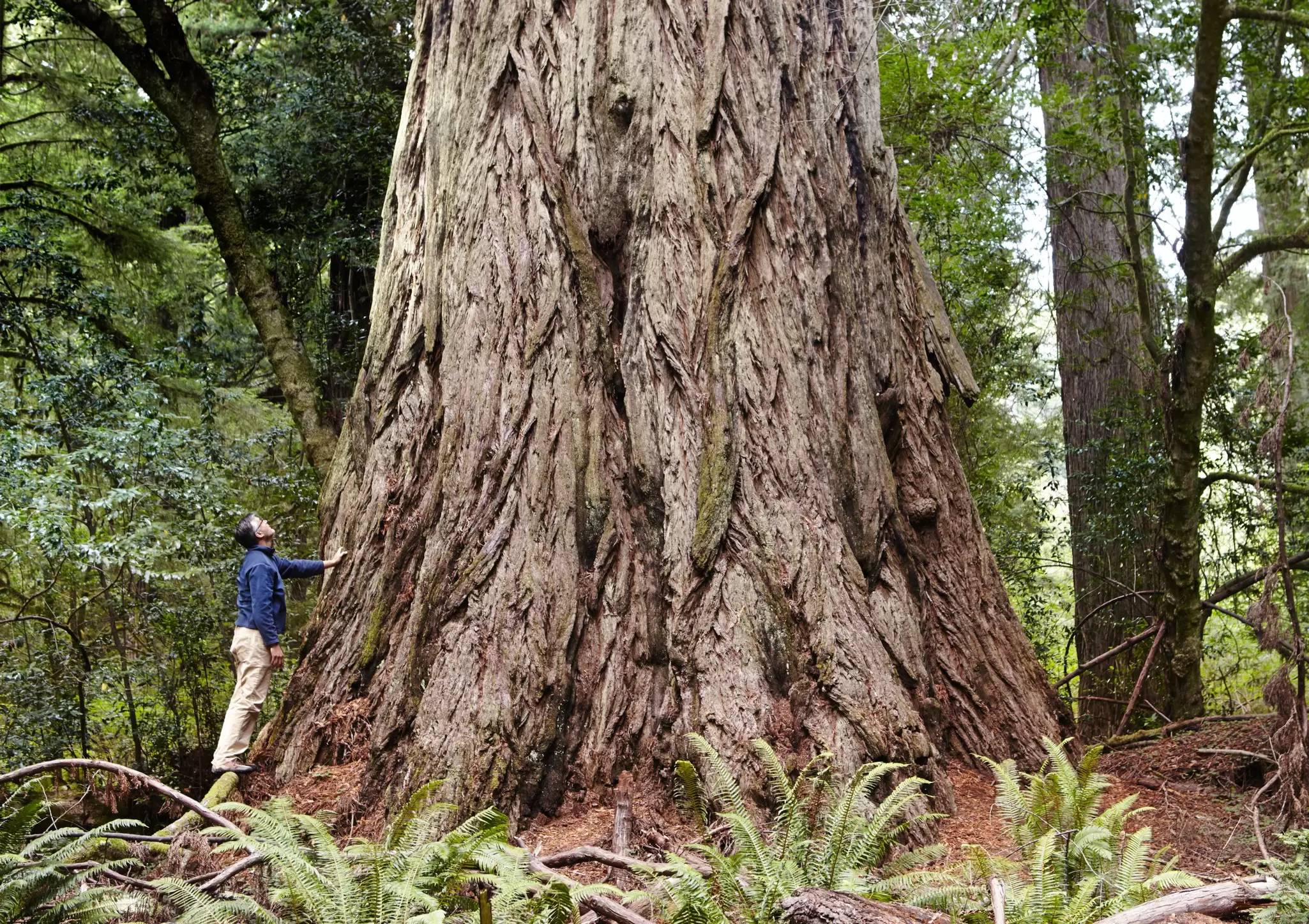 A giant redwood in the Prairie Creek Redwoods State Park.