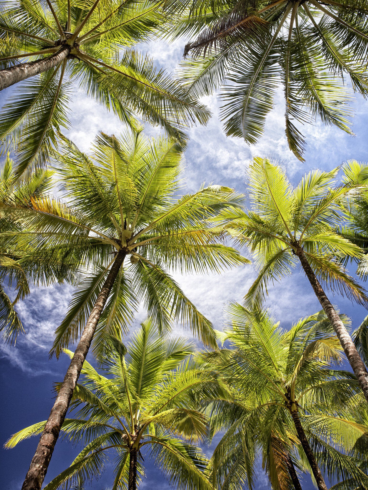 Palm trees lining beach at Playa Carrillo.