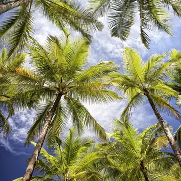 Palm trees lining beach at Playa Carrillo.
