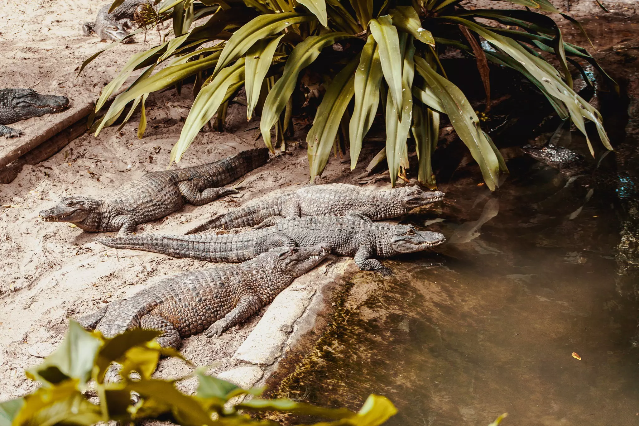 A group of alligators languidly lying by the water, some overlapping each others' bodies.