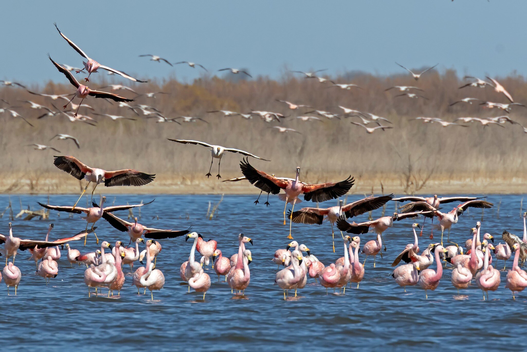 A flock of Andean Flamingos, Phoenicoparrus andinus, an endangered species on the water of Ansenuza National Park, Argentina in summer.