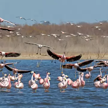 A flock of Andean Flamingos, Phoenicoparrus andinus, an endangered species on the water of Ansenuza National Park, Argentina in summer.