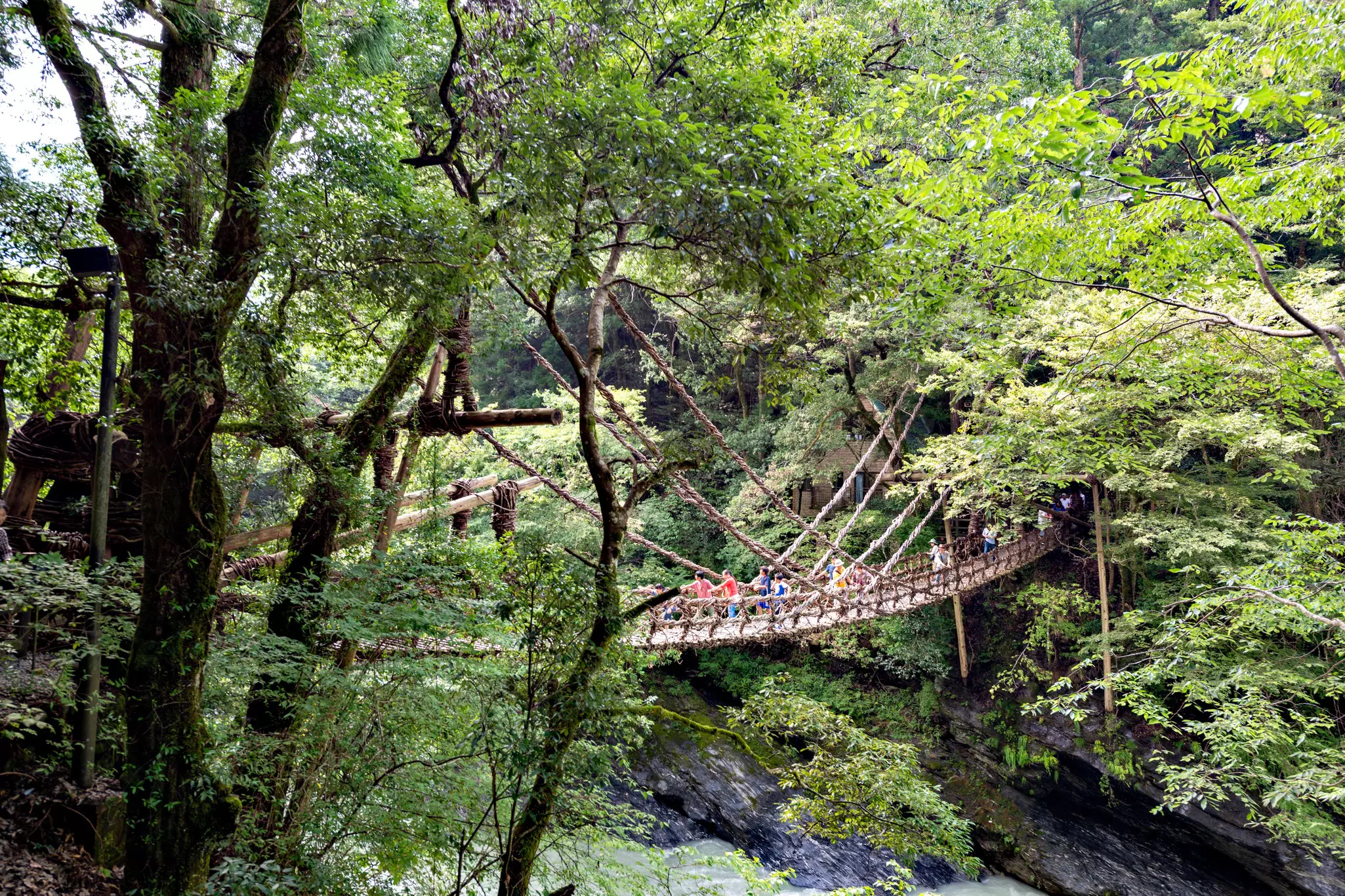Suspension bridge made from vines over a river tucked into a forest.