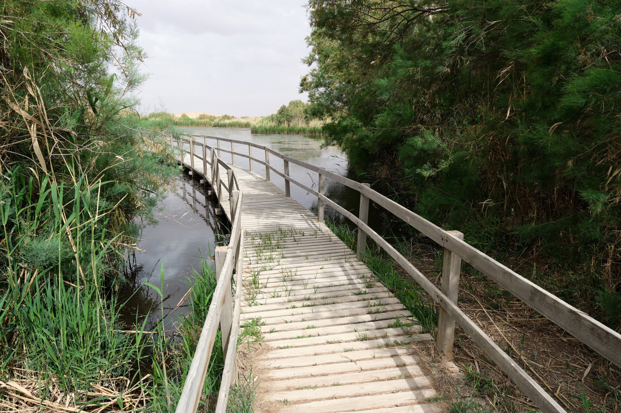 Boardwalk through Azraq Wetland Reserve, Jordan