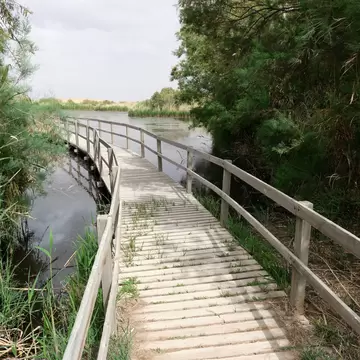 Boardwalk through Azraq Wetland Reserve, Jordan