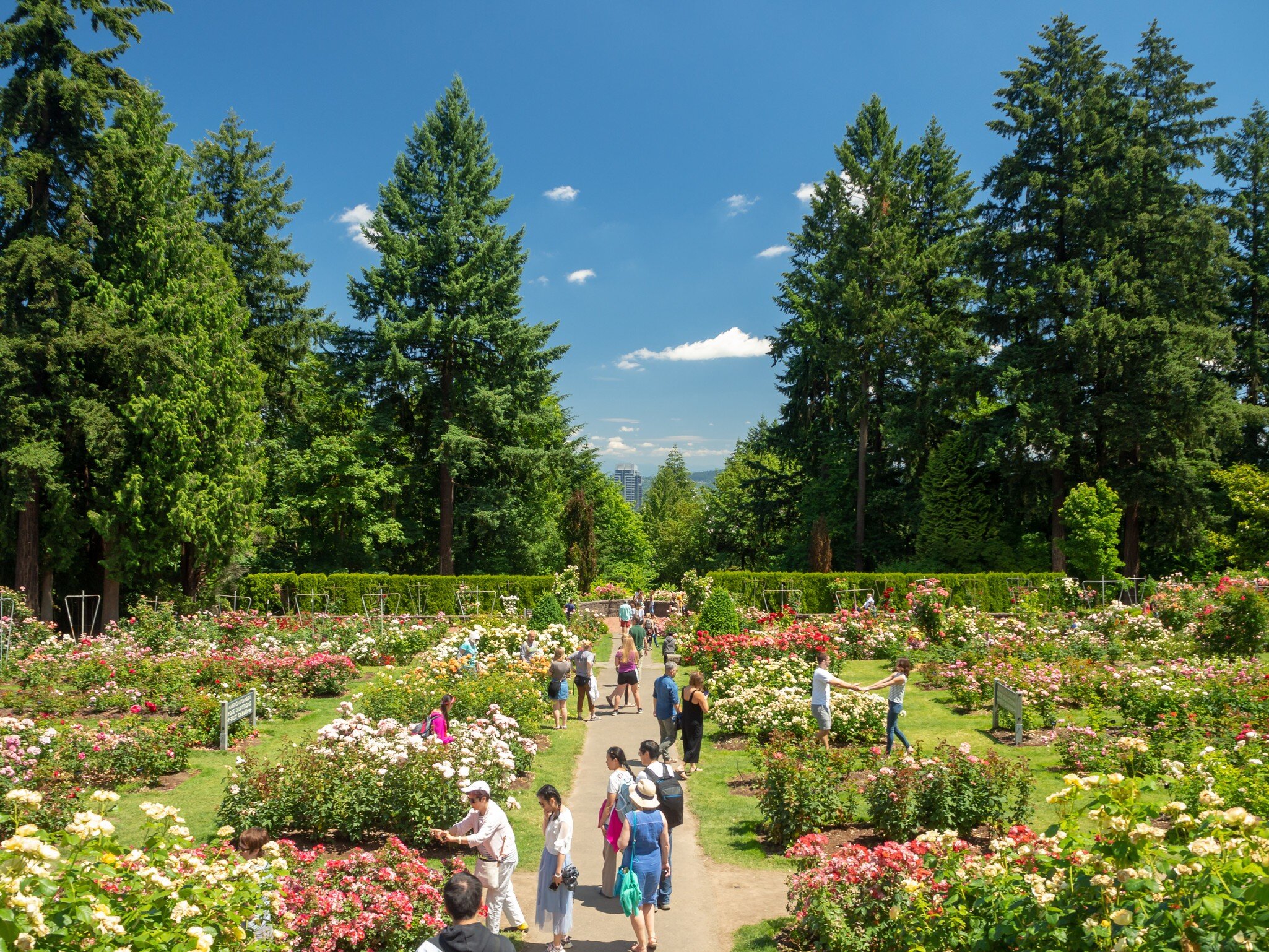 Visitors at the International Rose Test Garden in Portland.