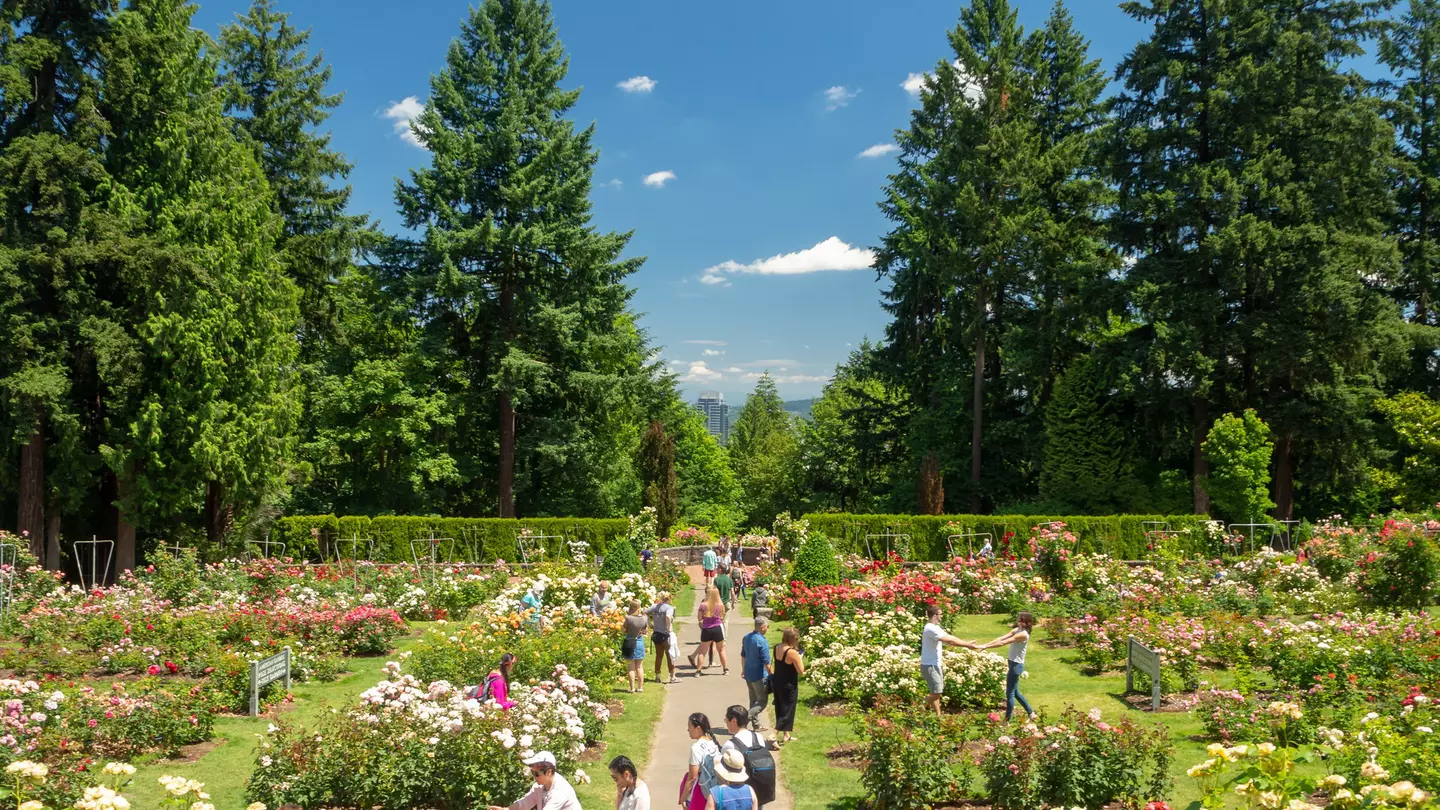 Visitors at the International Rose Test Garden in Portland, Oregon