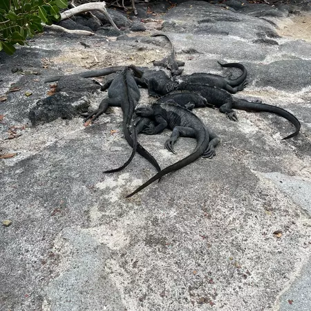 Iguanas on Punta Espinosa in the Galapagos Islands